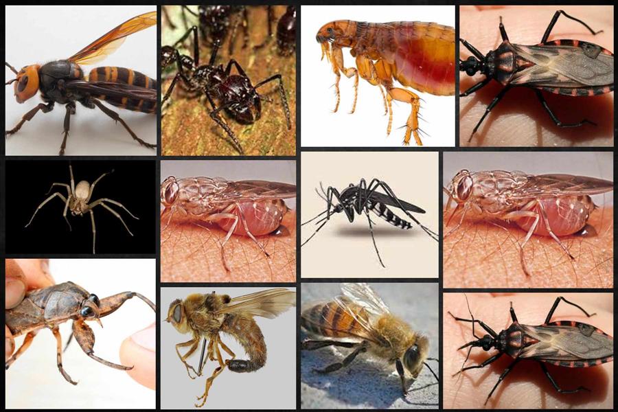 10 Most Dangerous Bugs in the World