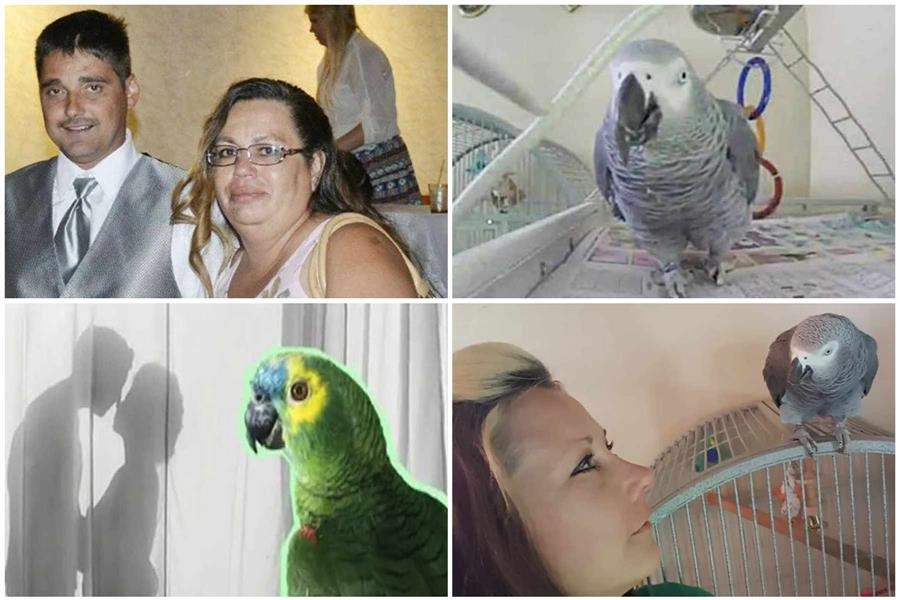Parrot witness case